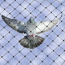 Bird behind net